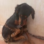 Spaniel Mischling Linus, 11/2023, ca. 38 cm