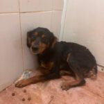 Spaniel Mischling Linus, 11/2023, ca. 38 cm