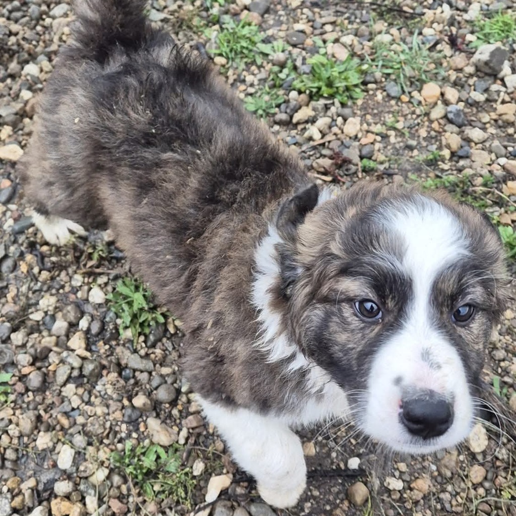 Mischling Lio, 07/2025, Endgröße: 50-55 cm