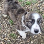 Mischling Lio, 07/2025, Endgröße: 50-55 cm