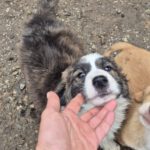 Mischling Lio, 07/2025, Endgröße: 50-55 cm