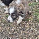 Mischling Lio, 07/2025, Endgröße: 50-55 cm