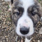 Mischling Lio, 07/2025, Endgröße: 50-55 cm