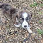 Mischling Lio, 07/2025, Endgröße: 50-55 cm