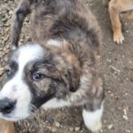 Mischling Lio, 07/2025, Endgröße: 50-55 cm