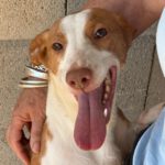 Podenco Llorana, 02/2021, ca. 40 cm