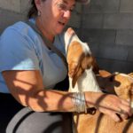 Podenco Llorana, 02/2021, ca. 40 cm