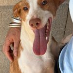 Podenco Llorana, 02/2021, ca. 40 cm