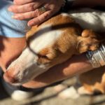 Podenco Llorana, 02/2021, ca. 40 cm