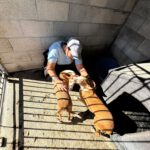 Podenco Llorana, 02/2021, ca. 40 cm