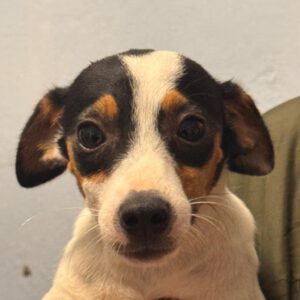 Bodeguero Mischling Lule, 03/2025, Endgröße ca. 38cm