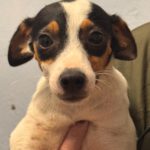 Bodeguero Mischling Lule, 03/2025, Endgröße ca. 38cm