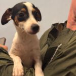 Bodeguero Mischling Lule, 03/2025, Endgröße ca. 38cm