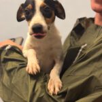 Bodeguero Mischling Lule, 03/2025, Endgröße ca. 38cm