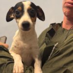 Bodeguero Mischling Lule, 03/2025, Endgröße ca. 38cm