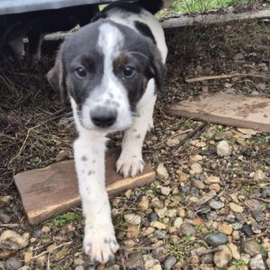 Mischling Mailo, 15/07/2025, Endgröße: 50-55 cm