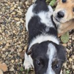 Mischling Mailo, 15/07/2025, Endgröße: 50-55 cm