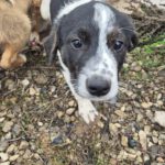 Mischling Mailo, 15/07/2025, Endgröße: 50-55 cm