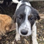 Mischling Mailo, 15/07/2025, Endgröße: 50-55 cm