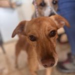 Podenco Maneto Mischling Mailo, 04/2022, ca. 38 cm