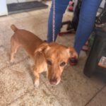 Podenco Maneto Mischling Mailo, 04/2022, ca. 38 cm