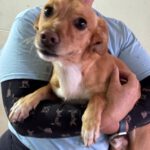 Podenco Maneto Mischling Mailo, 04/2022, ca. 38 cm