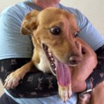 Podenco Maneto Mischling Mailo, 04/2022, ca. 38 cm