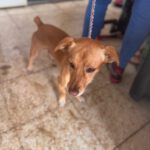 Podenco Maneto Mischling Mailo, 04/2022, ca. 38 cm