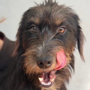 Mischling Mamisita, 05/2024, ca. 40 cm