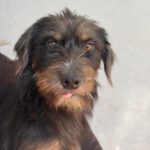 Mischling Mamisita, 05/2024, ca. 40 cm