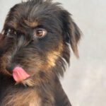 Mischling Mamisita, 05/2024, ca. 40 cm