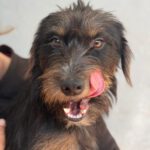 Mischling Mamisita, 05/2024, ca. 40 cm