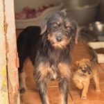 Mischling Mamisita, 05/2024, ca. 40 cm