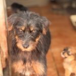 Mischling Mamisita, 05/2024, ca. 40 cm