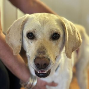 Labrador Mischling Matilda, 05/2023, ca. 62 cm