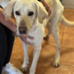 Labrador Mischling Matilda, 05/2023, ca. 62 cm