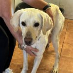 Labrador Mischling Matilda, 05/2023, ca. 62 cm