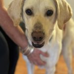 Labrador Mischling Matilda, 05/2023, ca. 62 cm