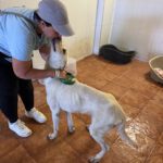 Labrador Mischling Matilda, 05/2023, ca. 62 cm