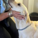 Labrador Mischling Matilda, 05/2023, ca. 62 cm