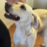 Labrador Mischling Matilda, 05/2023, ca. 62 cm