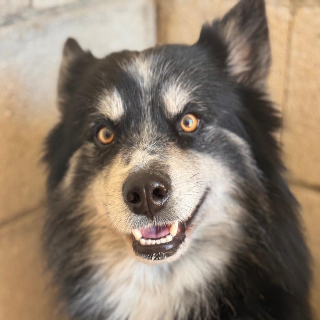 Pomsky Max, 05/2024, ca. 45 cm