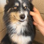 Pomsky Max, 05/2024, ca. 45 cm