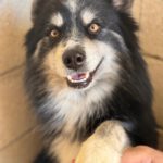 Pomsky Max, 05/2024, ca. 45 cm