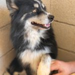 Pomsky Max, 05/2024, ca. 45 cm