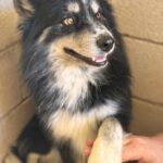 Pomsky Max, 05/2024, ca. 45 cm