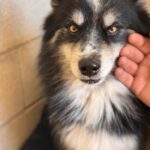 Pomsky Max, 05/2024, ca. 45 cm