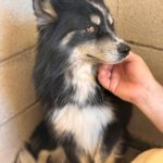 Pomsky Max, 05/2024, ca. 45 cm