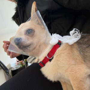 Medizintopf Suspirito