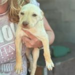 Podenco Nelly, 08/2025, Endgröße ca. 40 cm